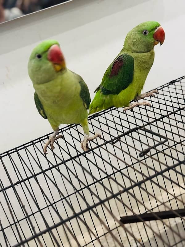 Raw parrot pair 10 month age with big cage 2