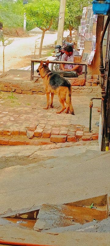 بہترین معیاری German shepherd dog for sale 0