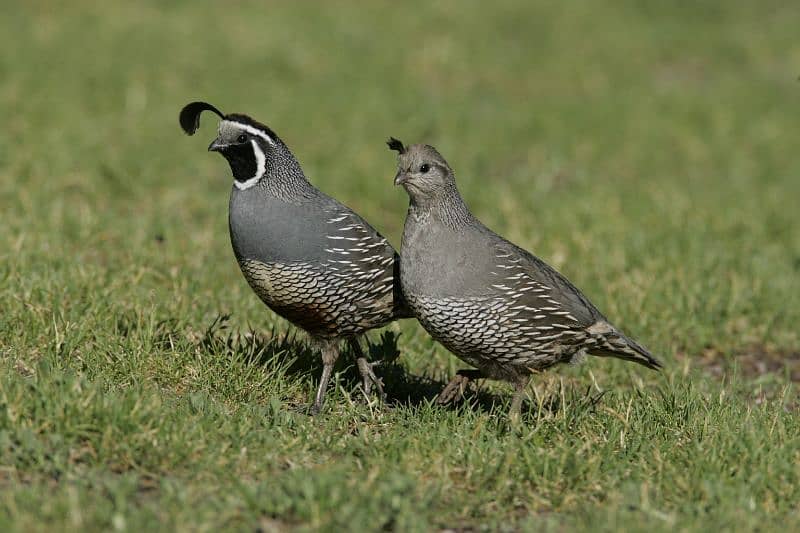 California quail adult breeding pair healthy and active pairs 1