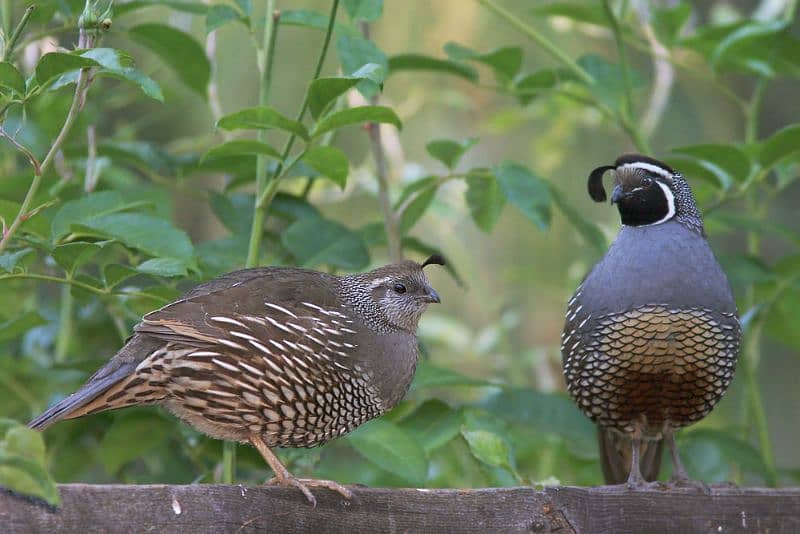 California quail adult breeding pair healthy and active pairs 2