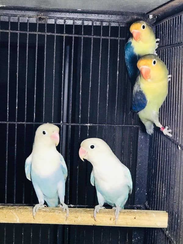 "Beautiful Love Birds - 4 Unique Pairs for Sale!" 0