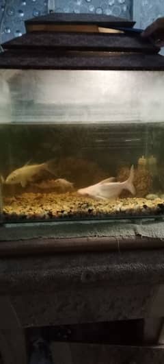 Fish Aquarium with 5 fishes including cat sweeper fish for sale