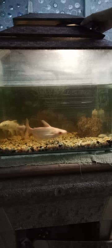 Fish Aquarium with 5 fishes including cat sweeper fish for sale 1