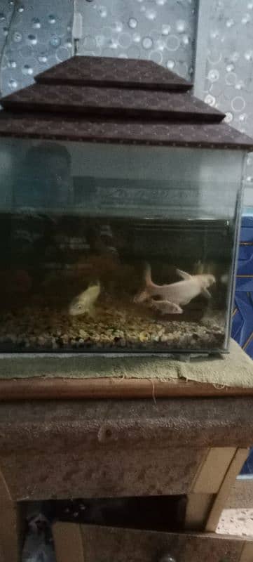 Fish Aquarium with 5 fishes including cat sweeper fish for sale 2