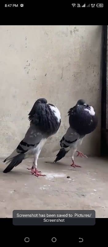 Blue Bar Norivch Young Pair Available Location Faisalabad 0