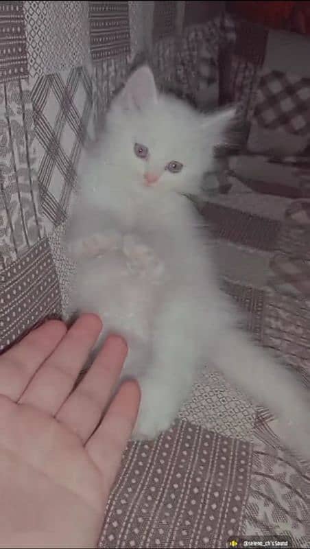 White female kitten for sale. . . . very playful and active 1