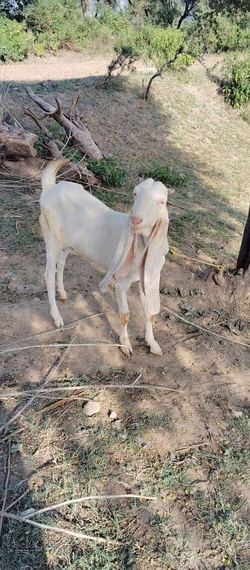 pure Gulabi rajanpuri goat with beautiful baby 0