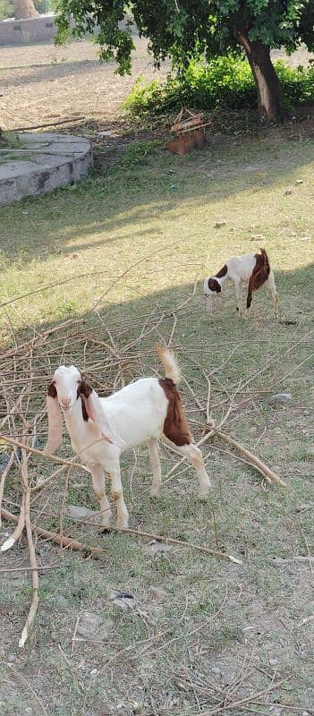 pure Gulabi rajanpuri goat with beautiful baby 1