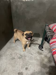 pug male avail for stud