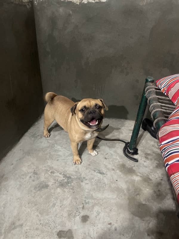 pug male avail for stud 0