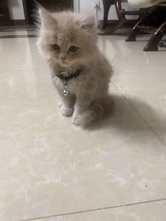 Persian kitten