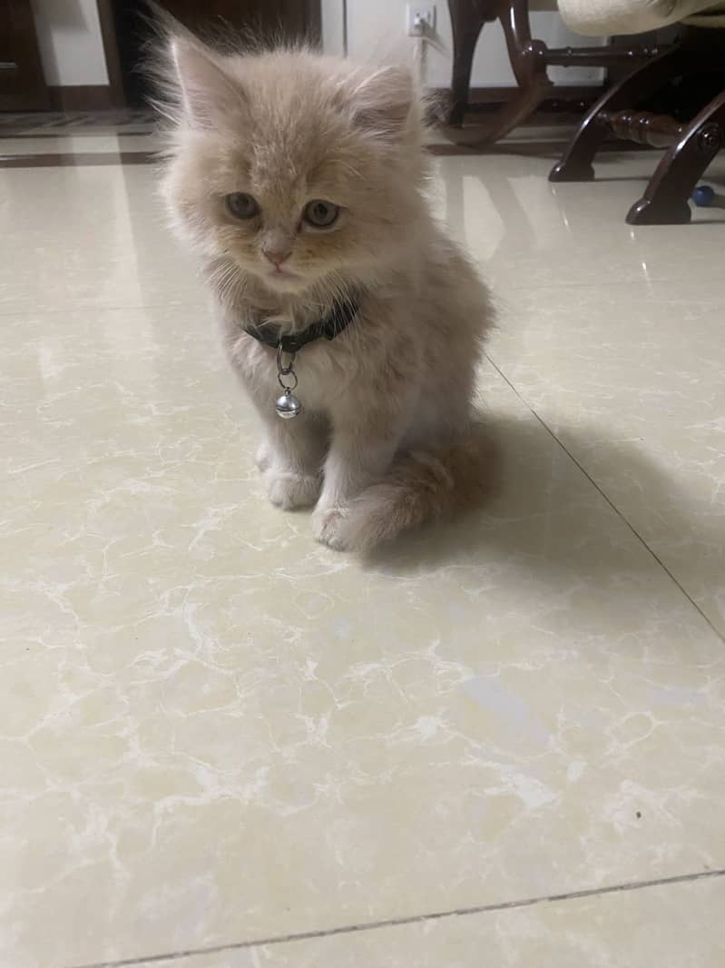 Persian kitten 0