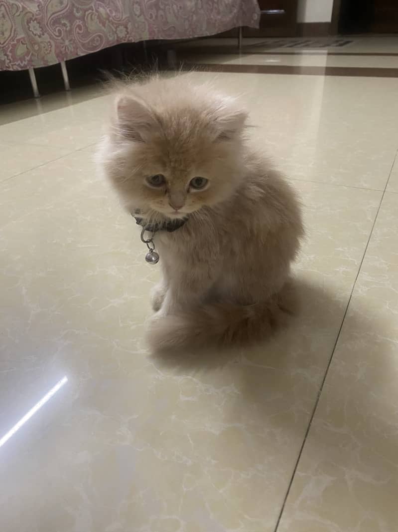 Persian kitten 1