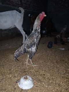 Shamo aseel coco breed