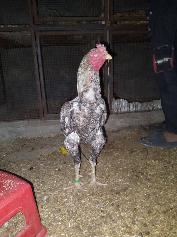 Shamo aseel coco breed 1