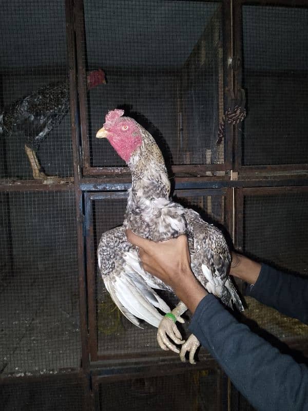 Shamo aseel coco breed 2