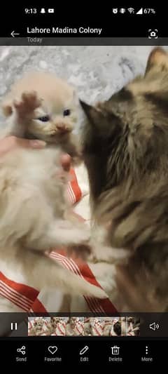 kittens