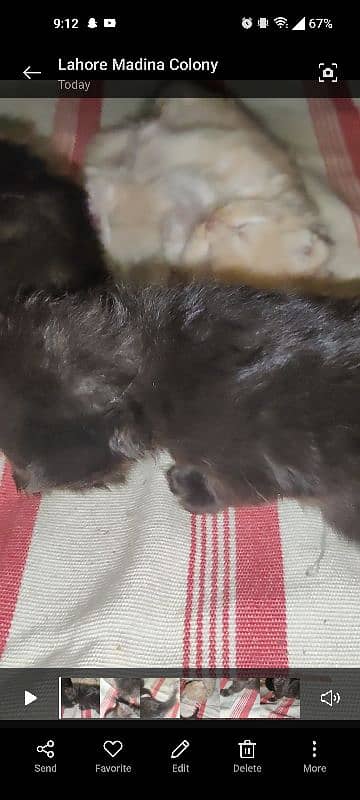 kittens 2