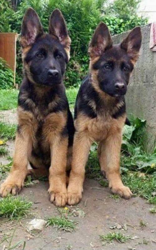 German shepherd puppies 0