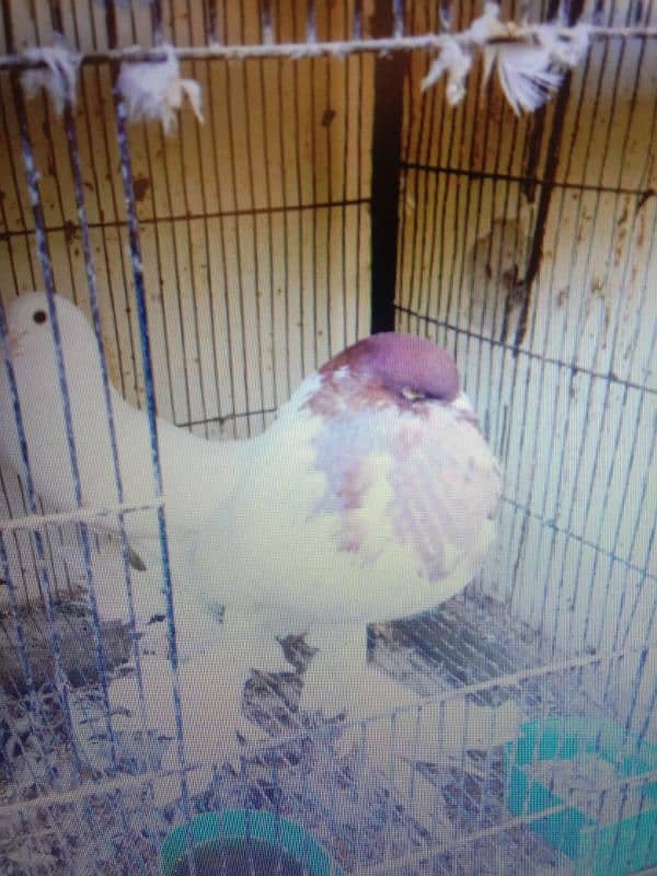 fancy pigeon 2