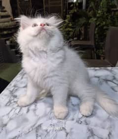 Persian cat 2 month age for Sale