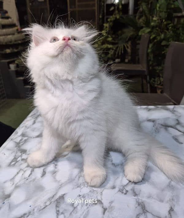 Persian cat 2 month age for Sale 0