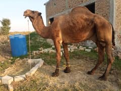 Camel for Sale