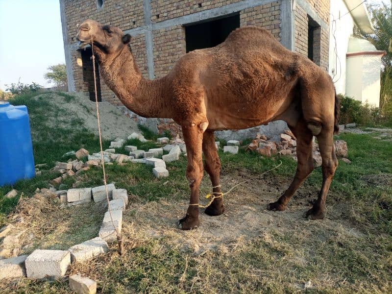 Camel for Sale 1