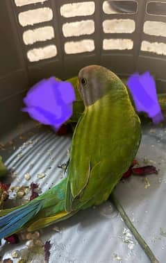 Ring neck green parrot baby  for sale