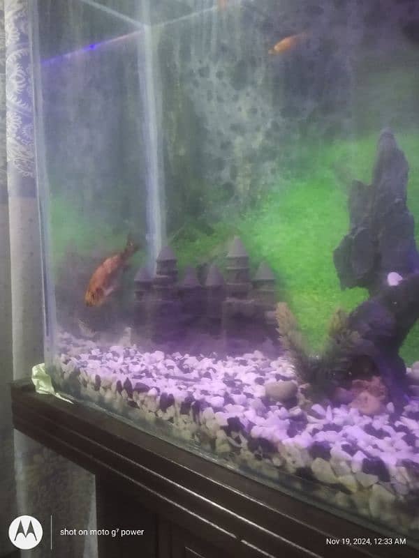 big fish tank for sell 2.5ft 2