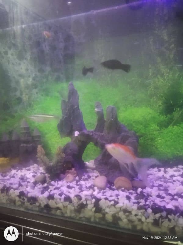 big fish tank for sell 2.5ft 3