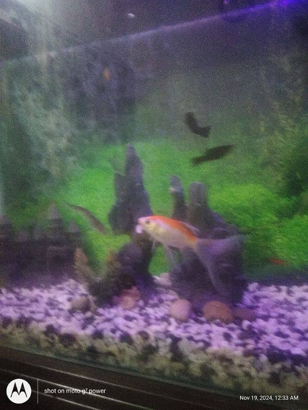 big fish tank for sell 2.5ft 4