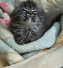 persian triple coat male  kittens available for sale