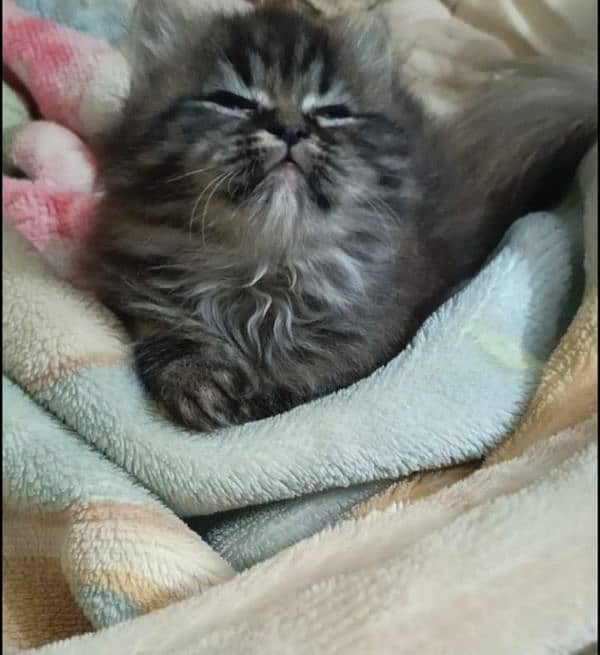 persian triple coat male  kittens available for sale 1