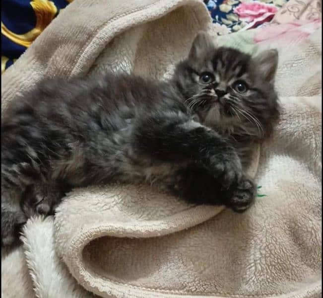 persian triple coat male  kittens available for sale 3