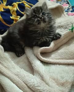 persian triple coat male  kittens available for sale