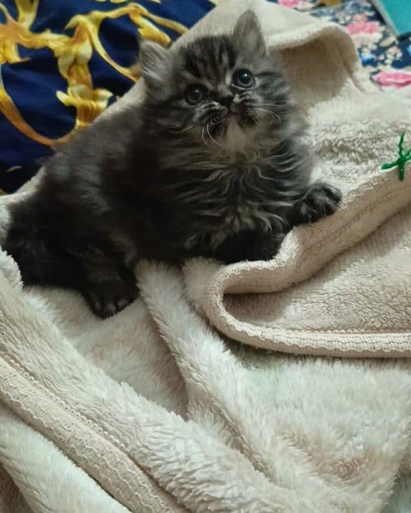 persian triple coat male  kittens available for sale 0