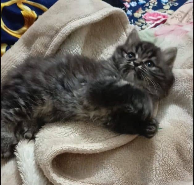 persian triple coat male  kittens available for sale 16