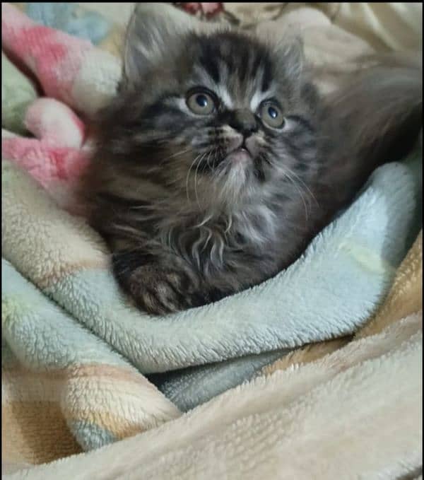 persian triple coat male  kittens available for sale 19