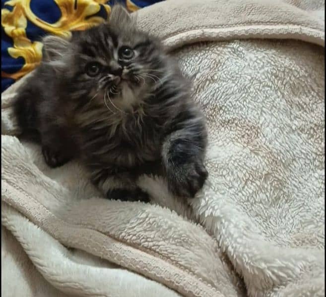 persian triple coat male  kittens available for sale 17