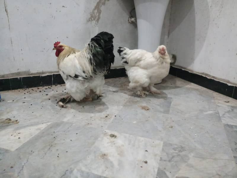 brahma maie and female 6