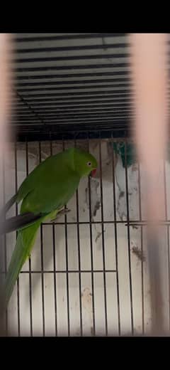 Green Parrot