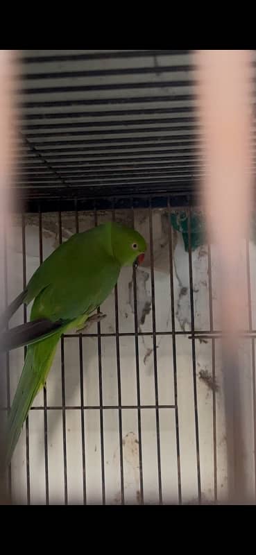 Green Parrot 0