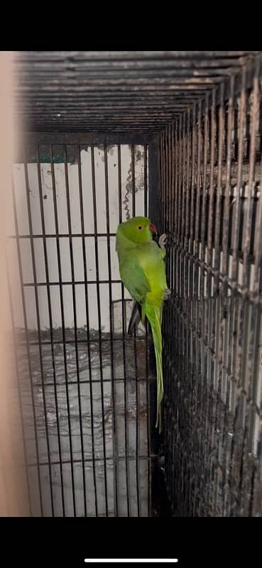 Green Parrot 1