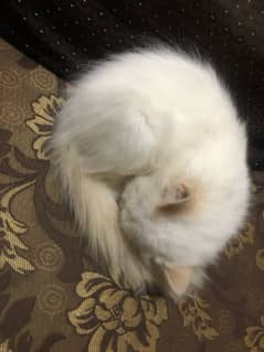 female persian cat