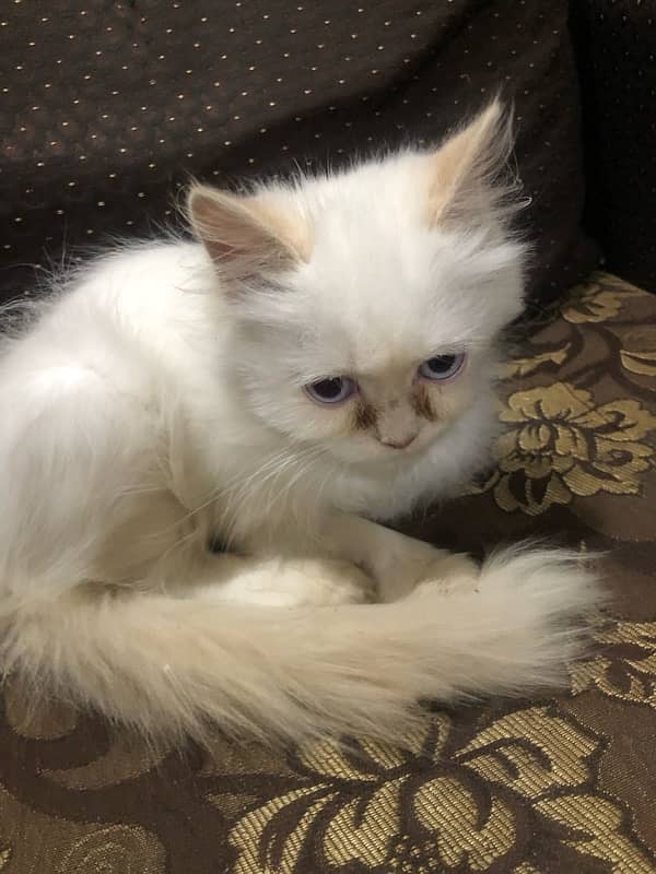 female persian cat 1