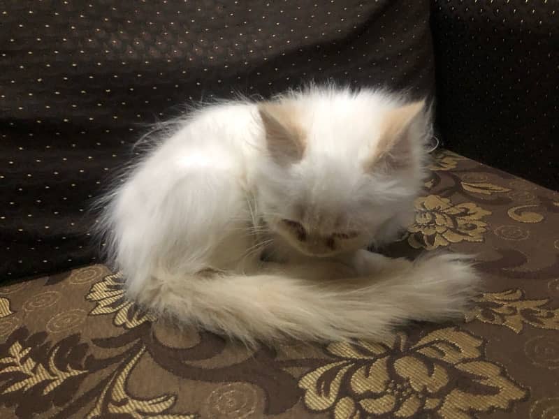 female persian cat 2