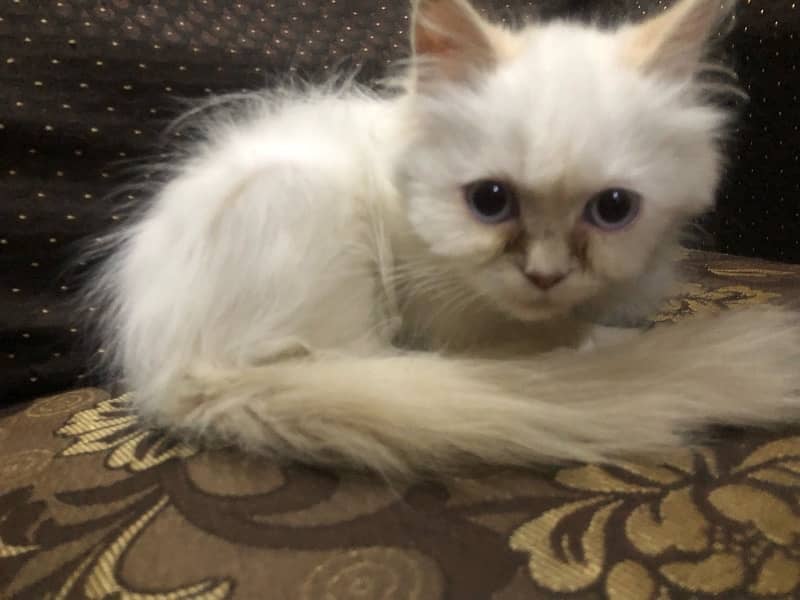 female persian cat 3