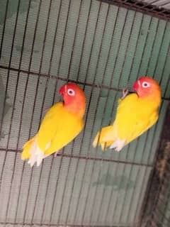 lutino parrots home breed