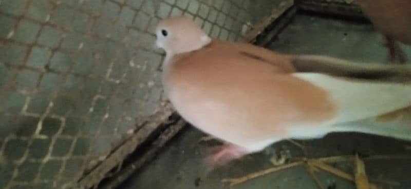 Dove ( khumra) pare 5